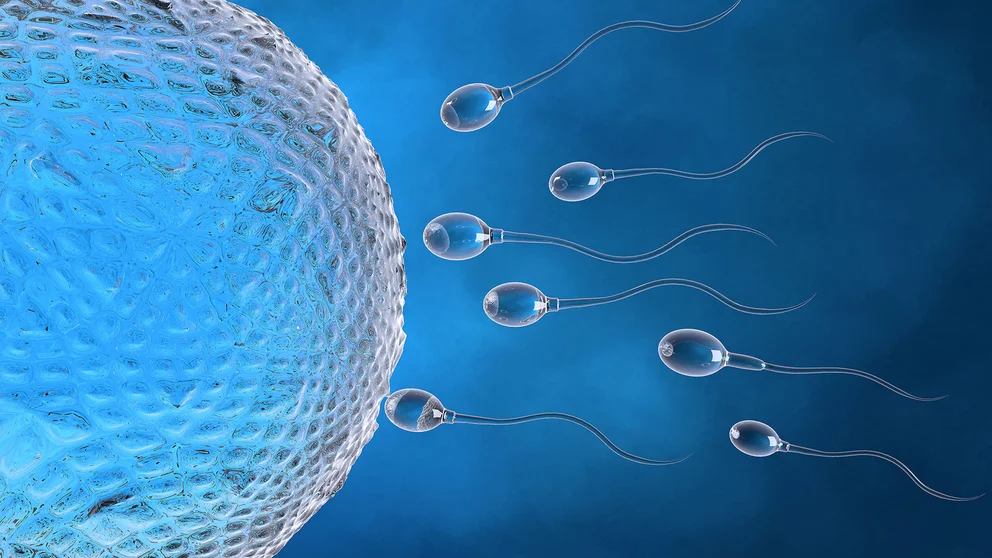 fertilidad masculina