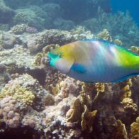 Decomisan "grandes cantidades" de pez loro, cuya pesca está prohibida
