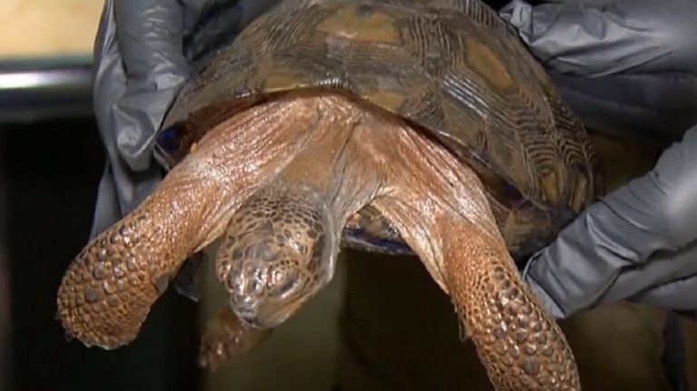 Encuentran 16 tortugas galápagos y 55 caballitos de mar disecados durante allanamiento en Ecuador 8 | Noticias de hoy en República Dominicana tortugas | Noticias de hoy en De Último Minuto