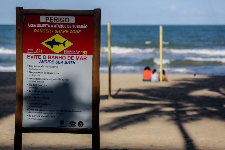 En Brasil adoptan acciones ante frecuentes ataques de tiburones 8 | Noticias de hoy en República Dominicana aff33c538b2ca90a4c8e1ca7ab90142bc07b740bw | Noticias de hoy en De Último Minuto