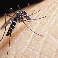 Salud Pública emite una alerta epidemiológica por chikungunya