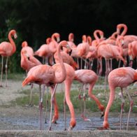 Medio Ambiente libera otros ocho flamencos que estaban en cautiverio