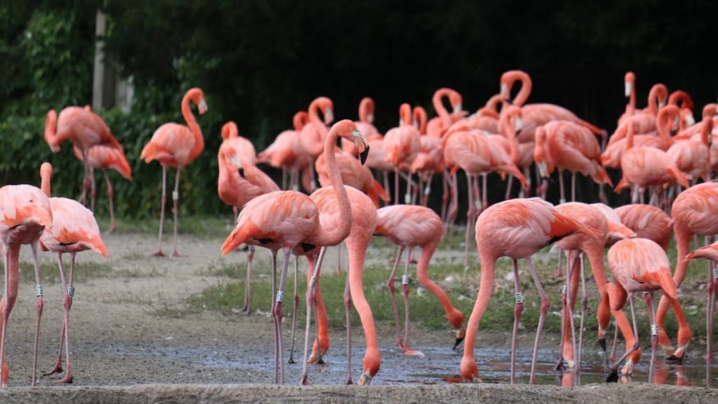 Medio Ambiente libera otros ocho flamencos que estaban en cautiverio