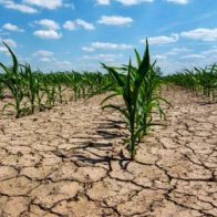 La tierra nos necesita: El 17 de junio se conmemora el Día Mundial de Lucha contra la Desertificación y la Sequía
