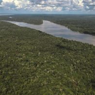 Los bosques del Amazonas meridional y occidental, en riesgo de morir por sequía