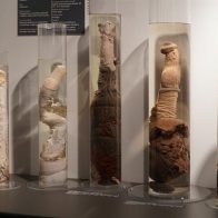 La Faloteca Nacional de Islandia, el museo de penes más completo del mundo