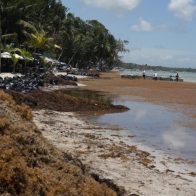 Sargazo afecta comercio y turismo en playa de Boca Chica