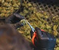Alerta en Europa: aumenta el consumo y la oferta de drogas