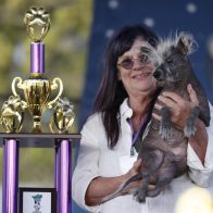 Scooter, un perro Chino Crestado es el perro más feo del mundo