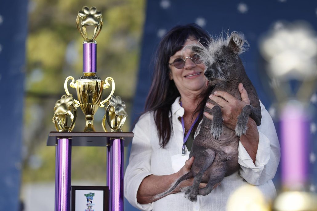 Scooter, un perro Chino Crestado es el perro más feo del mundo