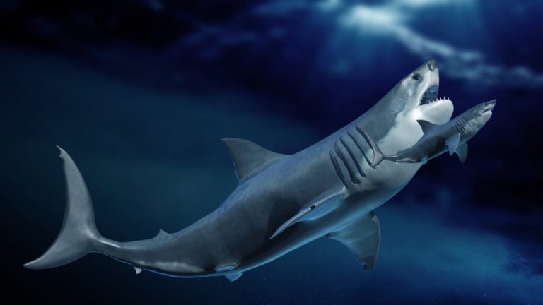 megalodon | Noticias de hoy en De Último Minuto
