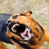 Estudio revela los perros muerden más en días muy calurosos
