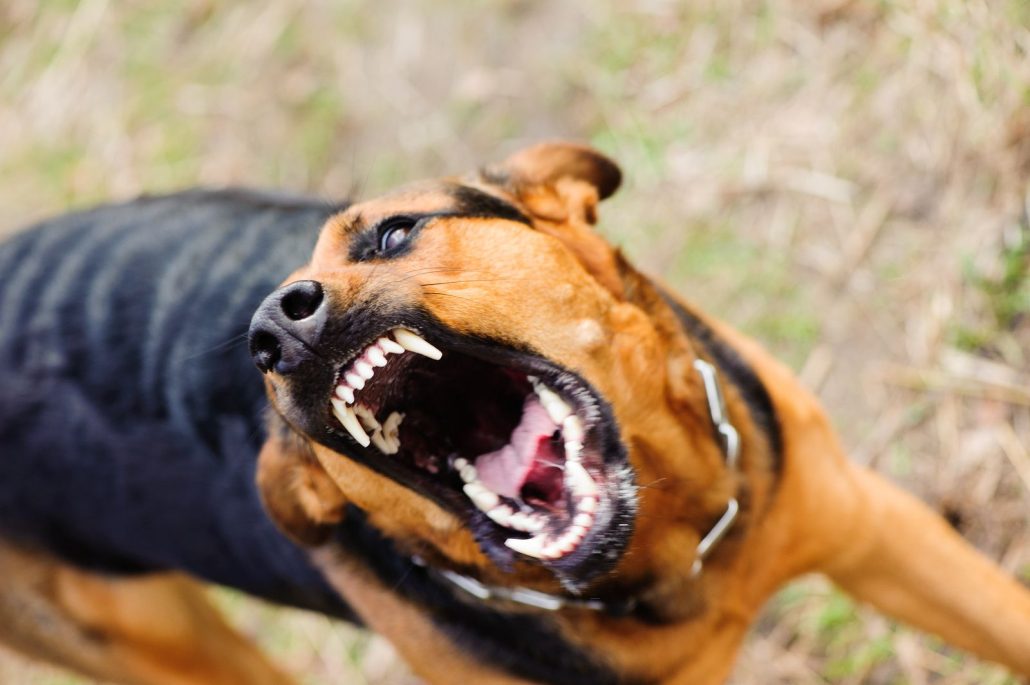 Estudio revela los perros muerden más en días muy calurosos