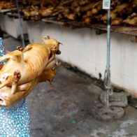 Animalistas celebran propuesta de ley que prohíba consumo de perro en Corea del Sur