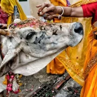 Linchan a un hombre en India por contrabando de carne de vaca