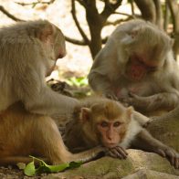 Investigadores afirman comportamiento homosexual es hereditario en los monos macacos