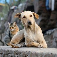 ¡Firulais, hoy es tu día! 28 de mayo: Día Mundial del Perro sin Raza