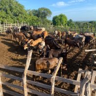 Ejército frustra traslado de 39 vacas hacia Haití luego de ser robadas en Dajabón