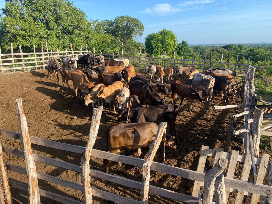 Ejército frustra traslado de 39 vacas hacia Haití luego de ser robadas en Dajabón