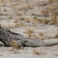Reunión sobre la protección de especies silvestres se realizará en el país