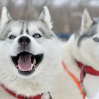 Hoy conmemora el Día Mundial del Perro, el mejor amigo del hombre