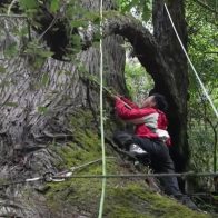 Científicos aseguran haber hallado el árbol más alto de Asia en el Tíbet