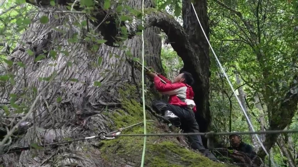 Científicos aseguran haber hallado el árbol más alto de Asia en el Tíbet