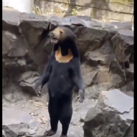 Oso de un zoológico se hace viral en China por su aspecto humano