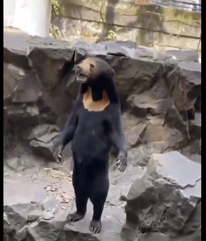 Oso de un zoológico se hace viral en China por su aspecto humano