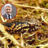 Denominan "Harrison Ford" a una nueva especie de serpiente descubierta en Perú
