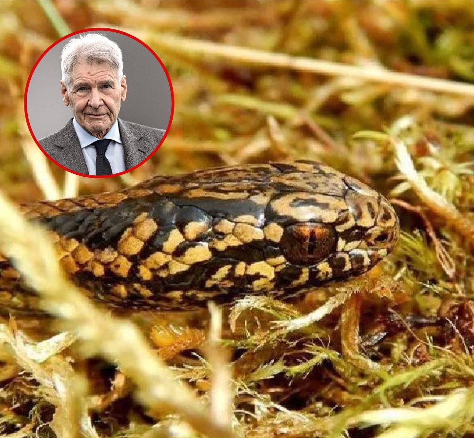Denominan "Harrison Ford" a una nueva especie de serpiente descubierta en Perú