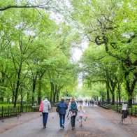Mujer herida al caerle un árbol de Central Park pagará 5,5 millones