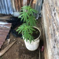 Apresan mujer con tres matas de marihuana en Mao