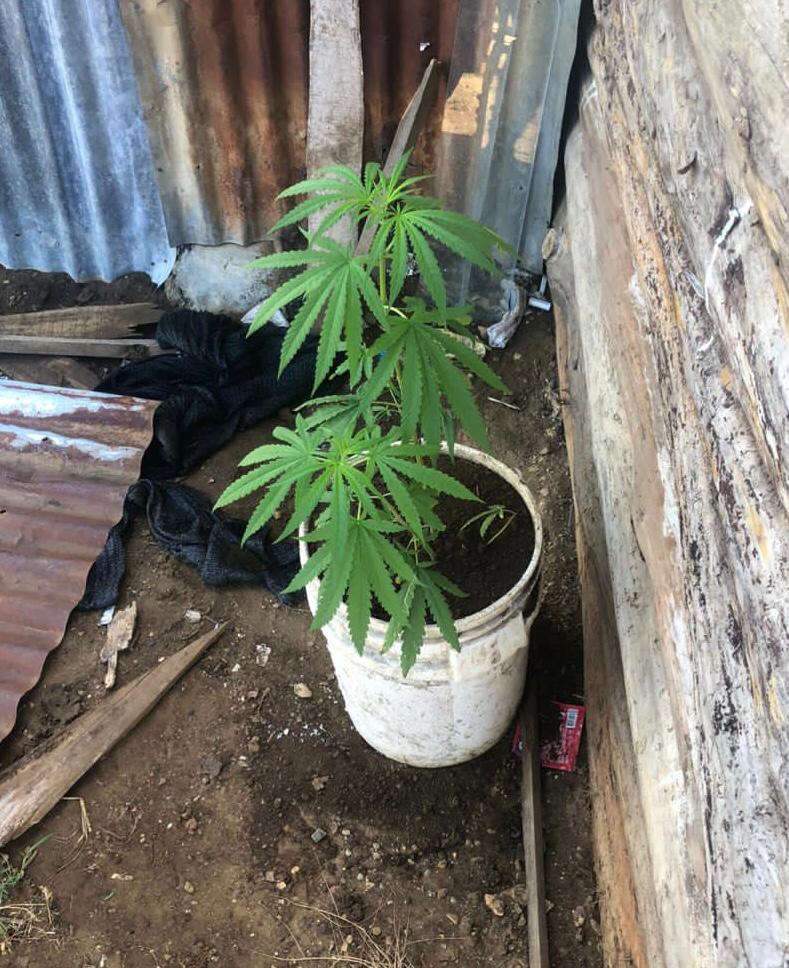 Apresan mujer con tres matas de marihuana en Mao