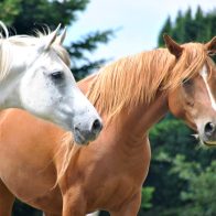 Crean programa terapéutico con caballos para niños con autismo