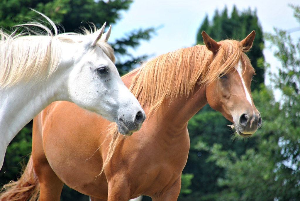 Crean programa terapéutico con caballos para niños con autismo
