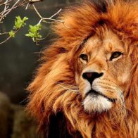 Día Mundial del León
