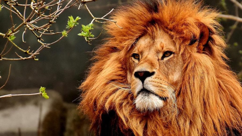 Día Mundial del León