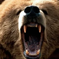 Oso entra a garaje y muerde la cabeza de un hombre en Pensilvania