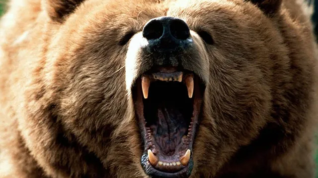 Oso entra a garaje y muerde la cabeza de un hombre en Pensilvania