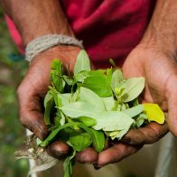 Cultivos de coca