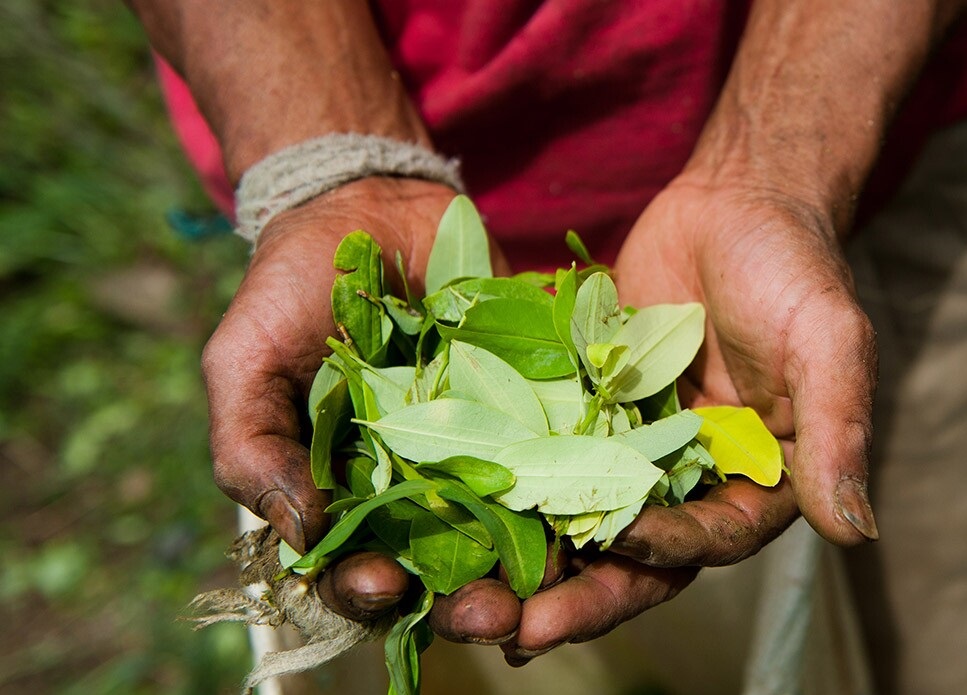 Cultivos de coca