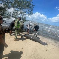 Encuentran Manatí muerto en playa de Puerto Plata