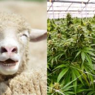Un rebaño de ovejas se comió una plantación de 100 kilos de cannabis medicinal en la ciudad de Almyros, Volos, Tesalia, en Grecia.
