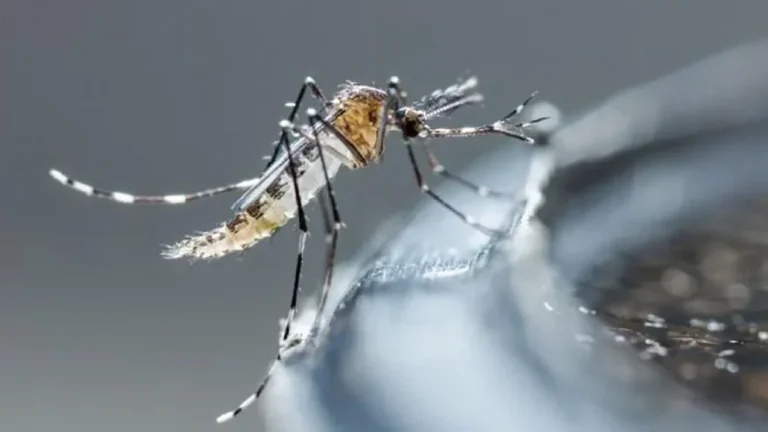 Alrededor de 27,000 personas se habrían sumado a operativos contra el dengue en RD 8 | Noticias de hoy en República Dominicana dengueeeee | Noticias de hoy en De Último Minuto