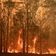 Incendios forestales en Australia