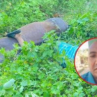 ¡Tragedia! Muere hombre y su caballo electrocutados en María Trinidad Sánchez