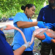 Medio Ambiente pone al cuidado del Zoológico 17 flamencos