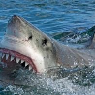 Turista desaparece en aguas de Bahamas tras ser atacada por un tiburón