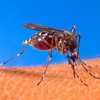 Nicaragua registra 437 casos confirmados de dengue y 5.007 sospechosos en la última semana